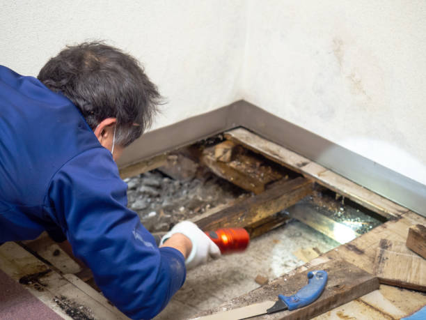 Best Mold Remediation  in Navy, VA