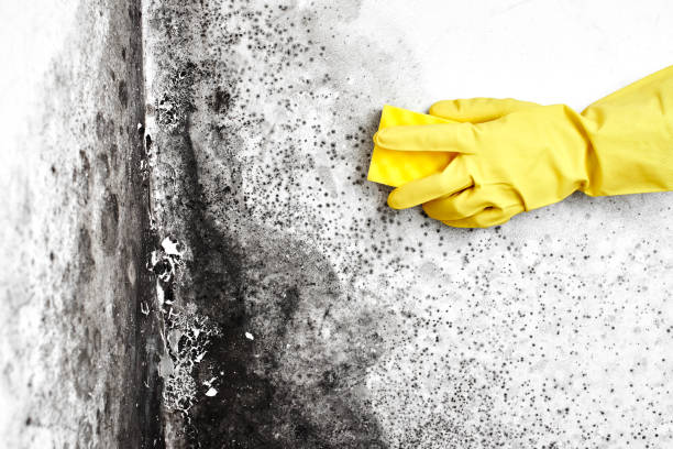 Best Mold Removal Near Me  in Navy, VA
