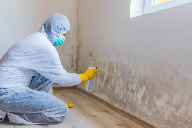 Mold Testing and Removal in Navy, VA