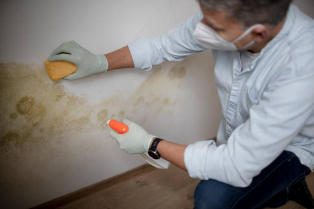 Best Residential Mold Removal  in Navy, VA