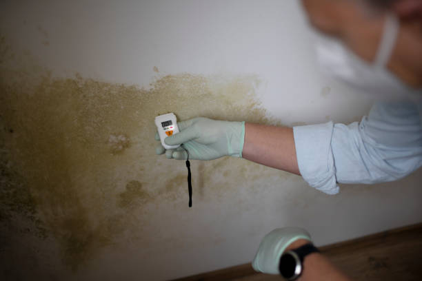 Best Residential Mold Removal  in Navy, VA
