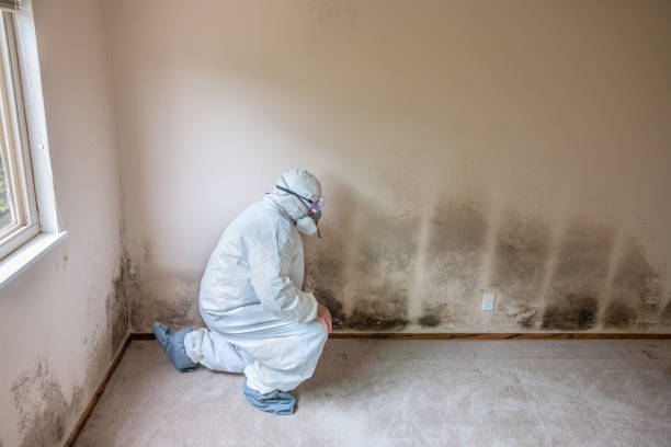 Best Commercial Mold Removal  in Navy, VA
