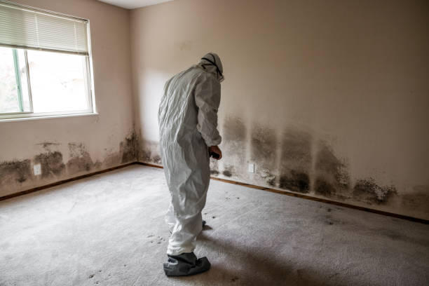 Best Fast Mold Removal  in Navy, VA