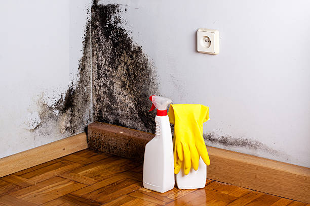 Best Professional Mold Removal  in Navy, VA