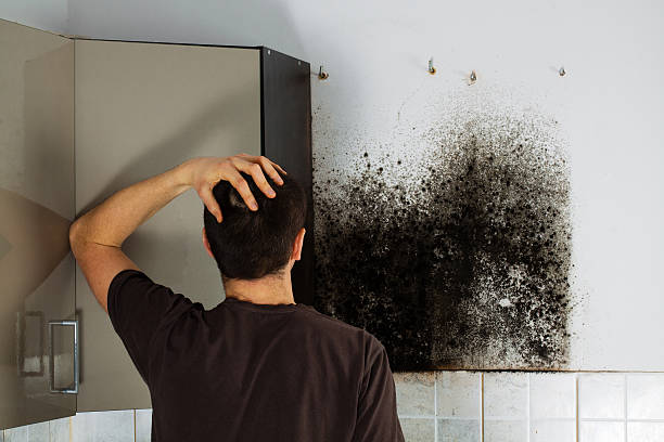 Best Mold Testing  in Navy, VA