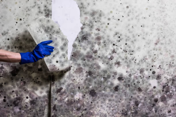 Best Mold Removal Company Near Me  in Navy, VA