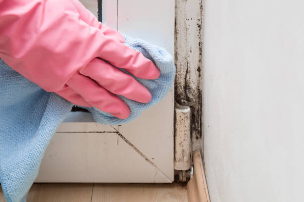 Home Mold Removal in Navy, VA