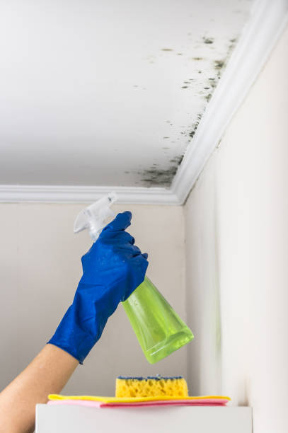 Best Local Mold Removal Service  in Navy, VA